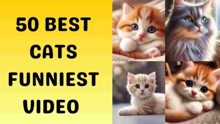 50 Free Funny Cat Videos Guaranteed to Make You Feel Paw-some